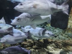 -凯莉-塔尔敦海洋生物水族馆