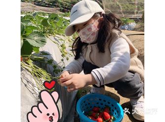 最近是草莓的季节 女的儿子很喜欢吃草莓 一直想去自己