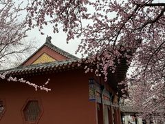 -桃花堤公园
