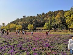 -千年银杏谷文化旅游区