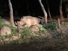 -清迈夜间动物园