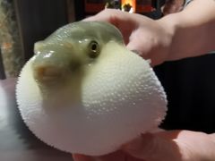 -肆月河豚·淮扬菜·湘菜(华天店)