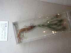 -青藏高原自然博物馆