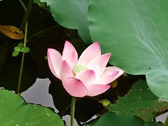 -荔湾湖公园