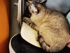 -北京观赏动物医院·24小时大型综合·猫专科·异宠专科