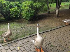 -沈阳鸟岛