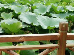 -合肥滨湖国家森林公园