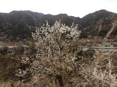 -黄土店站