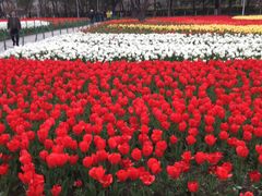 -大宁郁金香公园-停车场