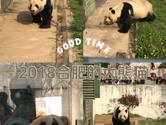 -合肥野生动物园