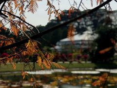 -中国科学院华南植物园