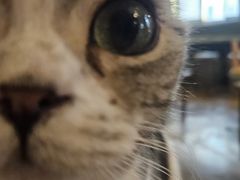 -猫猫幼稚园·撸猫·桌游·电玩