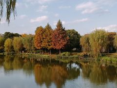 -顾村公园