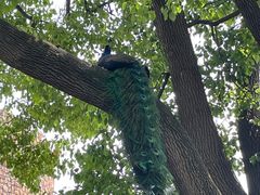 -J Create城市露营咖啡·简餐·宠物(上海动物园店)