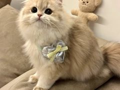 -翊宠yipet猫狗购宠庄园犬舍•猫舍