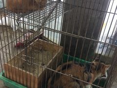 -双季花艺园艺市场(浦东店)