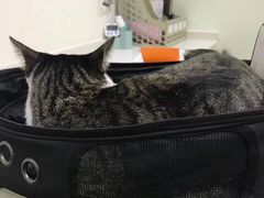 -艾贝尔宠物医院·24H转诊中心·肿瘤猫专科(江宁双龙店)