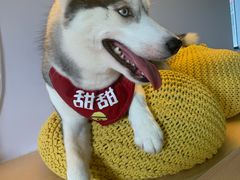 -Husky Go! 哈士奇体验馆·宠物咖啡厅狗咖