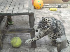 -青藏高原野生动物园