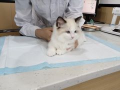 -贝利宠物医院·骨科·眼科·肿瘤转诊中心(南坪诊疗中心)