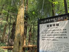 -天目山大树王景区