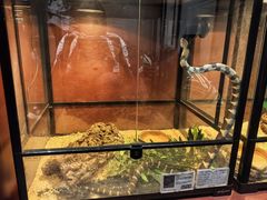 -帕帕拉兹宠物(亚洲旗舰店)