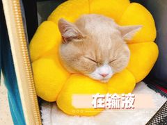 -伟伟宠物医院·CT影像中心·瑞派犬猫综合性门诊(汉口总院)