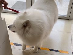 -宠福鑫康馨动物医院·骨科·眼科