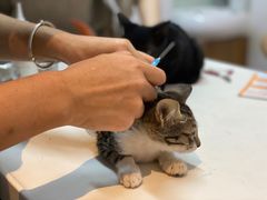 -御宝贝·A梦猫科宠物医院(国际猫友好医院)