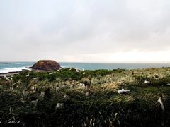 -企鹅岛