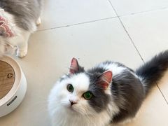 -怪兽屋·羊驼·猫咖·狗咖(俊华广场店)