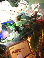 -恐龙探索乐园(磁器口店)