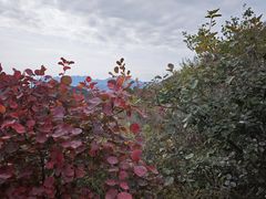 -大岭沟猕猴桃谷风景区