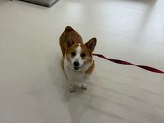 -御宝贝24h宠物医院·转诊中心·CT核磁血透中心(厦门总院)