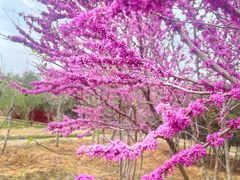 -武汉紫薇都市田园