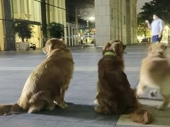 -瑞鹏宠物医院·骨科·猫科·内科(第一中心)