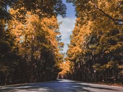 -上海海湾国家森林公园