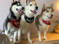 -Husky Go! 哈士奇体验馆·宠物咖啡厅狗咖