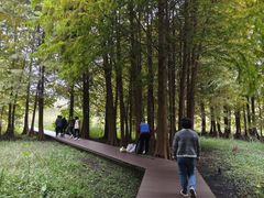 -溱湖国家湿地公园