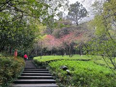 -杭州半山国家森林公园