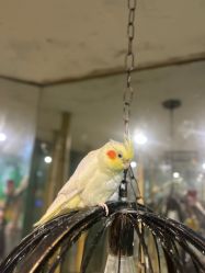 -神奇动物撸宠馆·羊驼·小浣熊·异宠(豫园店)
