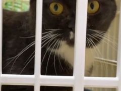 -藏猫猫咖啡主题馆(中央大道店)