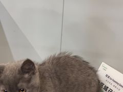 -伟伟宠物医院·瑞派猫友好医院·猫科(光谷店)