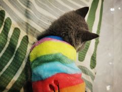 -荔康动物医院(康王北路店)