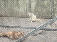 -合肥野生动物园