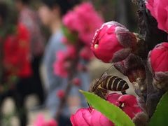 -南国桃园旅游度假区