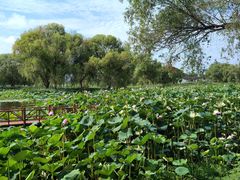 -洪湖生态旅游区