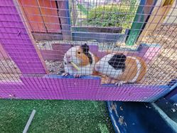 -萌宠亲子动物乐园(槐房万达店)