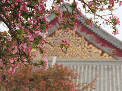 -天津大悲禅院