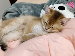 -屋虎猫馆(宝安大仟里店)